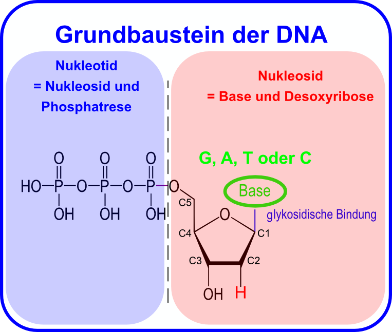 Nukleotidtriphosphat – Baustein der DNA: aus Phosphorsäure, Zucker und eine der vier möglichen organischen Basen gebildet. Das zentrale Zuckermolekül gibt die Nummerierung vor! Nukleotidtriphosphat – Baustein der DNA: aus Phosphorsäure, Zucker und eine der vier möglichen organischen Basen gebildet. Das zentrale Zuckermolekül gibt die Nummerierung vor!