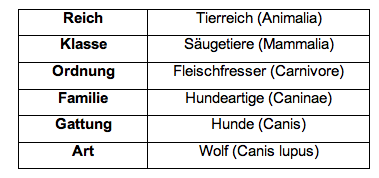 Gliederung des Linnésschen Systems. Die Zuordnung Reich - Klasse - ... -Art wird immer noch in der Biologie verwendet. Einordnung einer Art