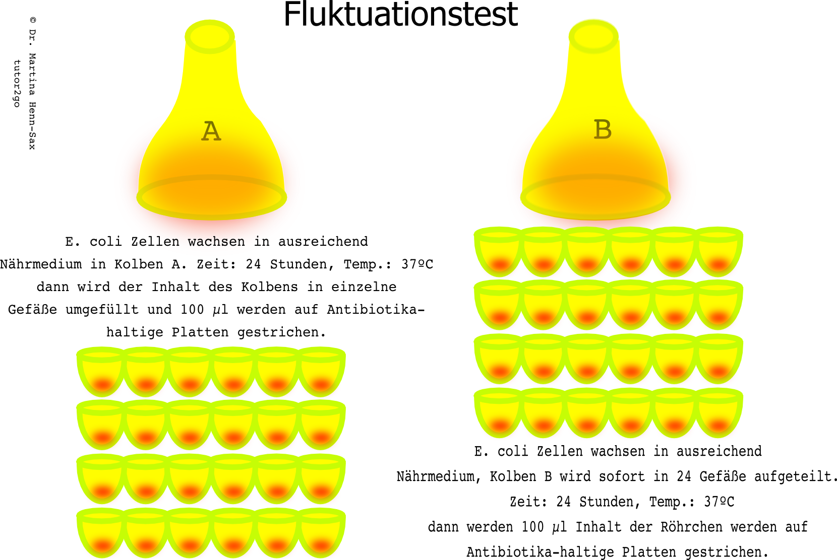 Versuchsansatz von Luria und Delbrück. Welche der Milliarden E. coli-Zellen zeigt Resistenz? Versuchsansatz von Luria und Delbrück. Welche der Milliarden E. coli-Zellen zeigt Resistenz?
