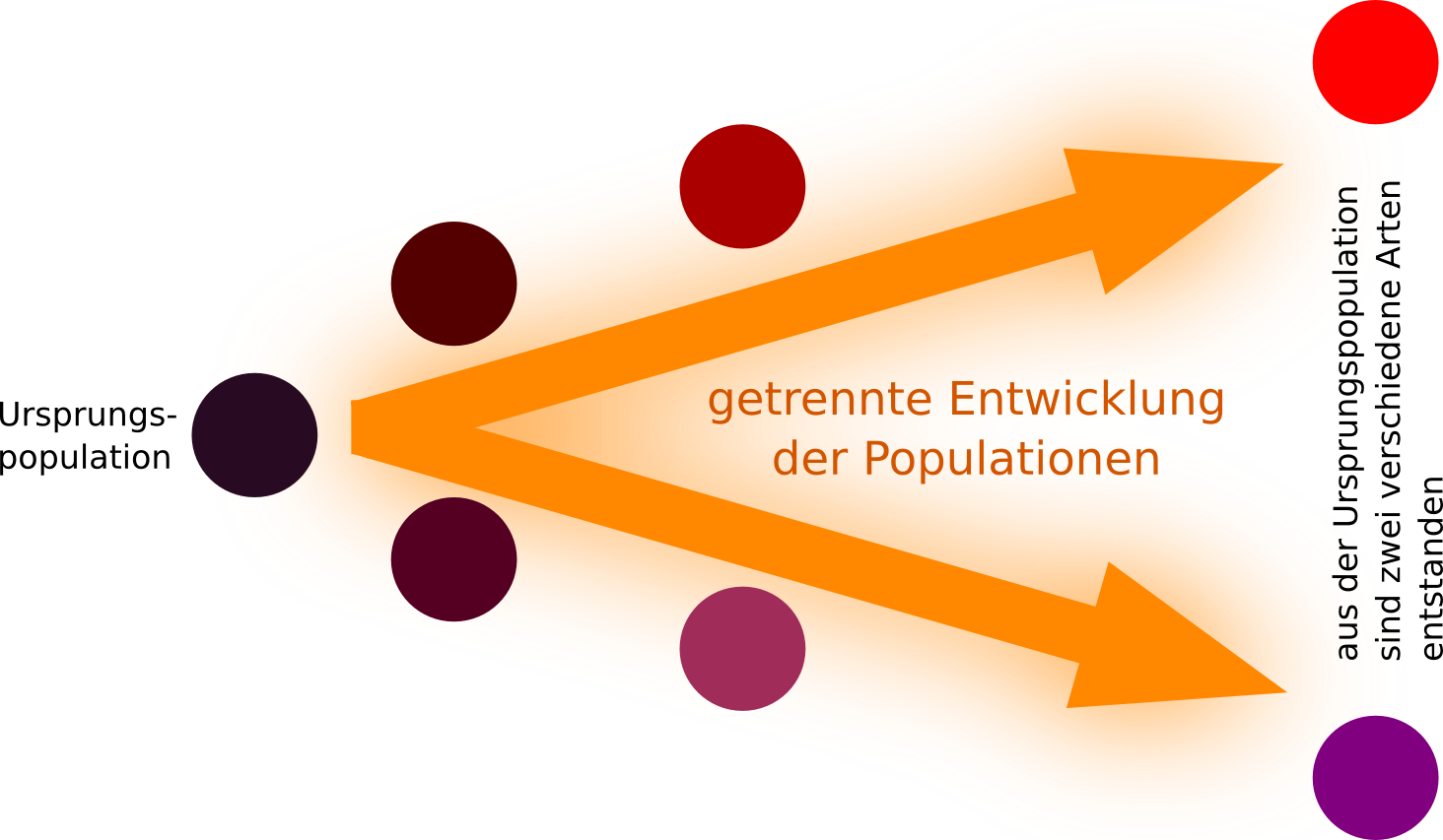 allopatrische Artbildung = Artbildung aufgrund geographischer Isolation. So können Populationen z.B. durch Klimawandel, Kontinentalplattenverschiebung, Gebirgsbildung usw. räumlich voneinander getrennt werden. Die Populationen entwickeln sich im Laufe der Zeit unterschiedlich weiter. Während dieser Entwicklungszeit kommt es nicht zur räumlichen Überlappung der Populationen. allopatrische Artbildung = Artbildung aufgrund geographischer Isolation. So können Populationen z.B. durch Klimawandel, Kontinentalplattenverschiebung, Gebirgsbildung usw. räumlich voneinander getrennt werden. Die Populationen entwickeln sich im Laufe der Zeit unterschiedlich weiter. Während dieser Entwicklungszeit kommt es nicht zur räumlichen Überlappung der Populationen.