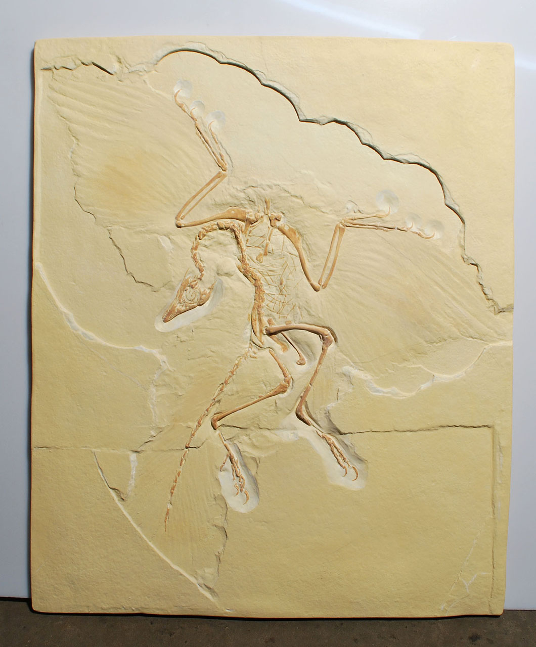 Archeopteryx - Brückentier! (Mit freundlichen Genehmigung von Krantz) Archeopteryx - Brückentier! (Mit freundlichen Genehmigung von Krantz)