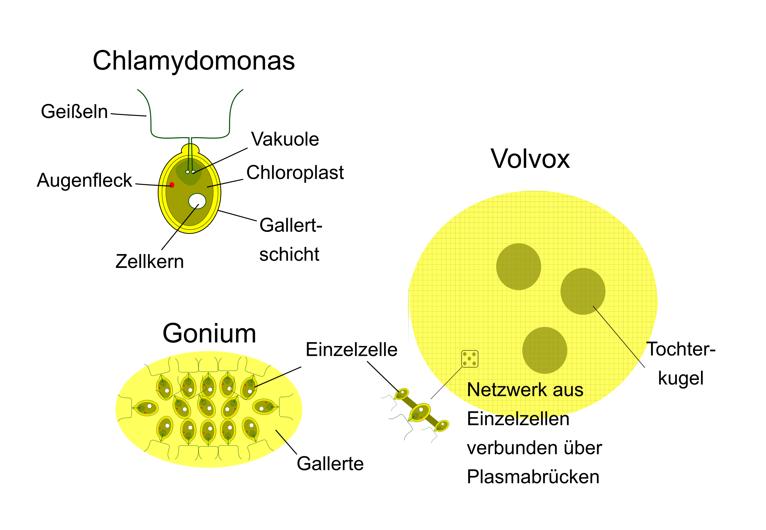 Chlamydomonas Labeled Diagram