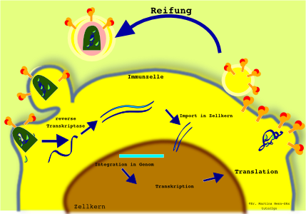 HI-Virus greift Immunzelle an. HI-Virus greift Immunzelle an.
