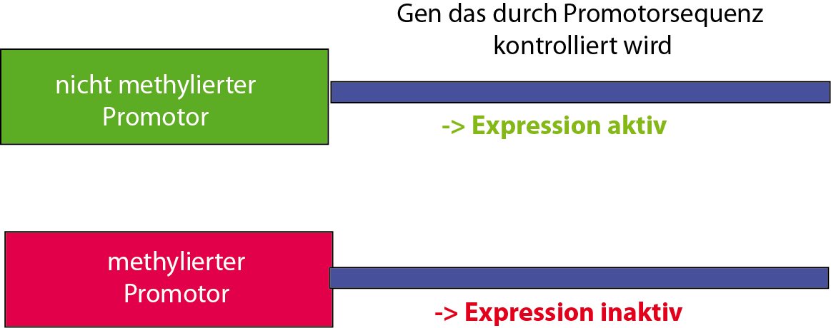 Methylierung und ihre Auswirkung auf DNA bzw. Genexpression. Methylierte Promotorbereiche führen zur Inaktivierung der Genexpression Methylierung und ihre Auswirkung auf DNA bzw. Genexpression. Methylierte Promotorbereiche führen zur Inaktivierung der Genexpression