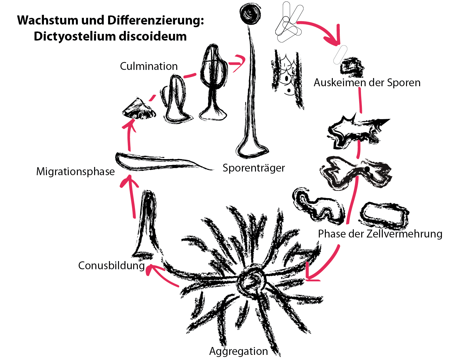 Dictyostelium-Zellen lagern sich bei Nahrungsmangel zusammen und überdauern die Notsituation als Sporen. Hierbei kommt es zur Differenzierung in spezifische Zellen. Abbildung nach G. Gerisch, MPI Martinsried. Dictyostelium-Zellen lagern sich bei Nahrungsmangel zusammen und überdauern die Notsituation als Sporen. Hierbei kommt es zur Differenzierung in spezifische Zellen. Abbildung nach G. Gerisch, MPI Martinsried.