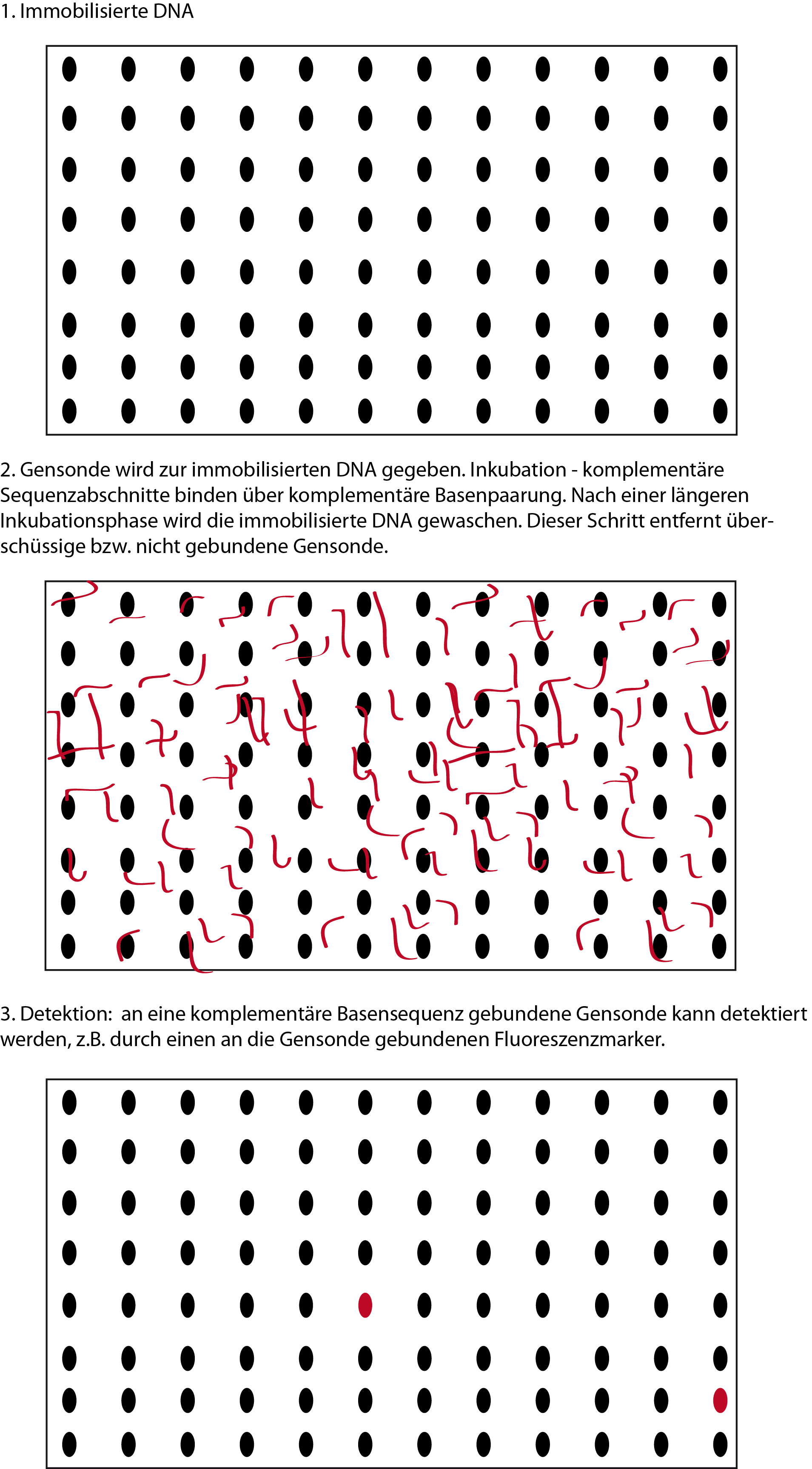 Die Gensonde ist eine in der Forschung eingesetzte Methode um eine komplementäre Basensequenz aufzufinden. Die Gensonde ist eine in der Forschung eingesetzte Methode um eine komplementäre Basensequenz aufzufinden.