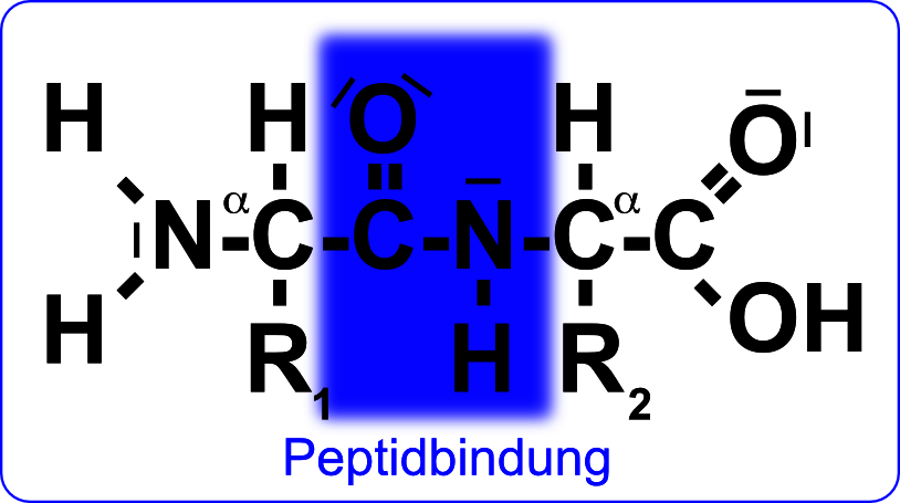 Peptidbindung zwischen zwei Aminosäuren. Peptidbindung zwischen zwei Aminosäuren.