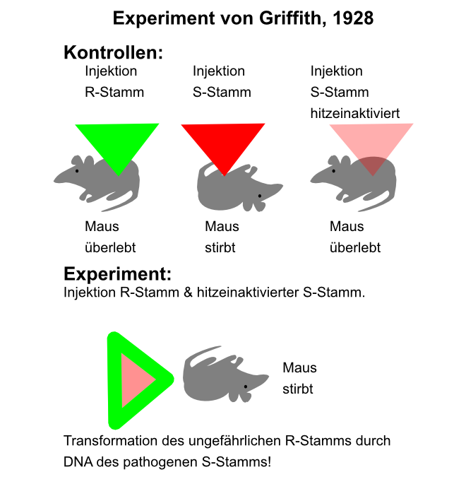 Grundlegend für das Verständnis der späteren Molekularbiologie sind die Experimente von Griffith und Avery. Hier erforschen die Forscher erstmalig den Zusammenhang zwischen DNA und Vererbung. Experiment von Griffith (1928) • Versuchsobjekt: Streptococcus pneumoniae Die von Frederick Griffith ausgewählten Streptokokken kommen natürlicherweise in zwei Formen vor. Smooth (S) • löst Krankheit aus • Bakterien sind durch spezielle Schleimkapsel geschützt und daher für das Immunsystem nicht erkennbar Rough (R) • nicht krankheitserregend Griffith behandelte Mäuse mit beiden Streptokokken-Stämmen. Dabei führte er vor dem eigentlichen Experiment folgende Kontrollen durch: Die Versuchstiere werden injiziert mit: • S-Stamm => Maus stirbt • R-Stamm => Maus überlebt • hitzebehandelter (abgetöteter) S-Stamm => Maus überlebt. Im Experiment mischte Griffith den hitzebehandelten und damit abgetöteten S-Stamm mit den unbehandelten (lebenden) R-Bakterien. Ergebnis: Maus stirbt! Grundlegend für das Verständnis der späteren Molekularbiologie sind die Experimente von Griffith und Avery. Hier erforschen die Forscher erstmalig den Zusammenhang zwischen DNA und Vererbung. Experiment von Griffith (1928) • Versuchsobjekt: Streptococcus pneumoniae Die von Frederick Griffith ausgewählten Streptokokken kommen natürlicherweise in zwei Formen vor. Smooth (S) • löst Krankheit aus • Bakterien sind durch spezielle Schleimkapsel geschützt und daher für das Immunsystem nicht erkennbar Rough (R) • nicht krankheitserregend Griffith behandelte Mäuse mit beiden Streptokokken-Stämmen. Dabei führte er vor dem eigentlichen Experiment folgende Kontrollen durch: Die Versuchstiere werden injiziert mit: • S-Stamm => Maus stirbt • R-Stamm => Maus überlebt • hitzebehandelter (abgetöteter) S-Stamm => Maus überlebt. Im Experiment mischte Griffith den hitzebehandelten und damit abgetöteten S-Stamm mit den unbehandelten (lebenden) R-Bakterien. Ergebnis: Maus stirbt!