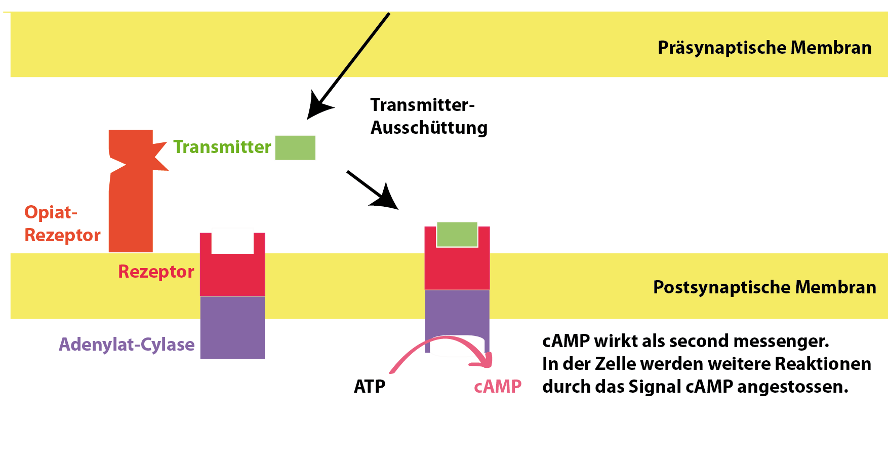 Beispielrezeptor in der postsynaptischen Membran. Rezeptorbindung führt zur Informationsweitergabe über das dann aktivierte Enzym Adenylat-Cyclase und die Produktion des second messengers cAMP. Beispielrezeptor in der postsynaptischen Membran. Rezeptorbindung führt zur Informationsweitergabe über das dann aktivierte Enzym Adenylat-Cyclase und die Produktion des second messengers cAMP.