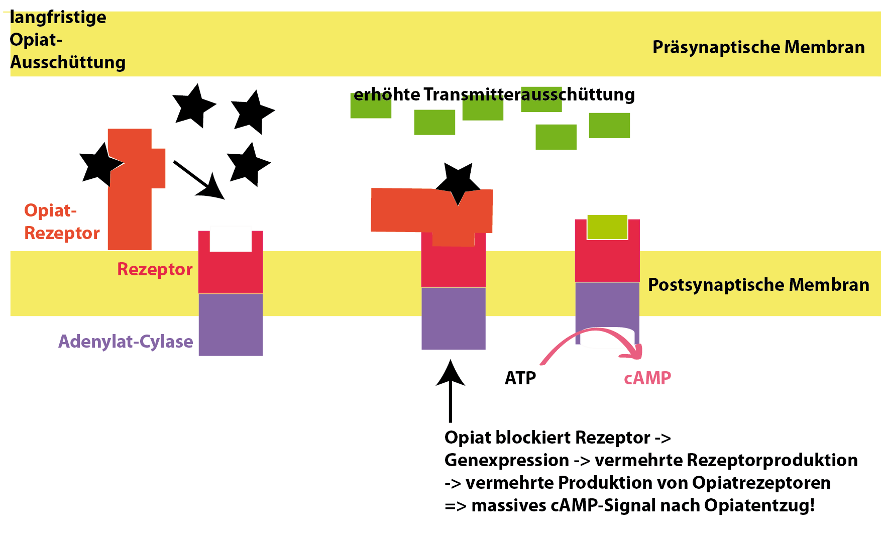 Langfristige Opiatausschüttung führt zu Gegenreaktionen der Zelle. Die Anzahl der Rezeptoren in der postsynaptischen Membran wird erhöht mit dem Ziel die cAMP-Konzentration in der Zelle konstant zu halten. Die Opiatrezeptoren müssen erhöht werden, um den Effekt der Droge aufrecht erhalten zu können ....Der Teufelskreis beginnt. Es kommt bei Opiatentzug zu massiven cAMP-Ausschüttungen in der Zelle. Erst durch langsames zurückregulieren der Rezeptoranzahl in der postsynaptischen Membran verschwinden die Suchteffekte. Langfristige Opiatausschüttung führt zu Gegenreaktionen der Zelle. Die Anzahl der Rezeptoren in der postsynaptischen Membran wird erhöht mit dem Ziel die cAMP-Konzentration in der Zelle konstant zu halten. Die Opiatrezeptoren müssen erhöht werden, um den Effekt der Droge aufrecht erhalten zu können ....Der Teufelskreis beginnt. Es kommt bei Opiatentzug zu massiven cAMP-Ausschüttungen in der Zelle. Erst durch langsames zurückregulieren der Rezeptoranzahl in der postsynaptischen Membran verschwinden die Suchteffekte.
