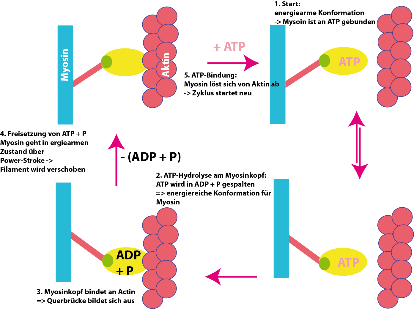 Die Muskelkontraktion ist ein ATP-verbrauender Vorgang. In 5 Schritten ist der Kontraktionszyklus gezeigt. Details siehe Text. Die Muskelkontraktion ist ein ATP-verbrauender Vorgang. In 5 Schritten ist der Kontraktionszyklus gezeigt. Details siehe Text.