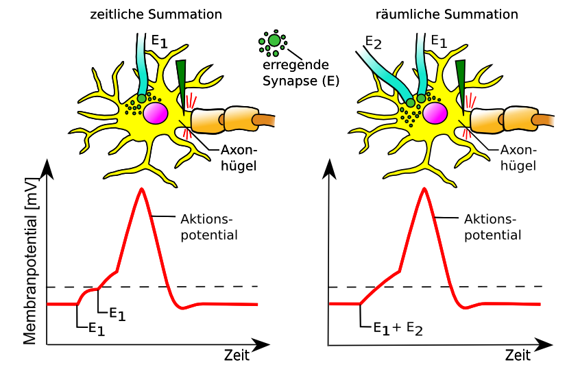 Räumliche und zeitliche summation