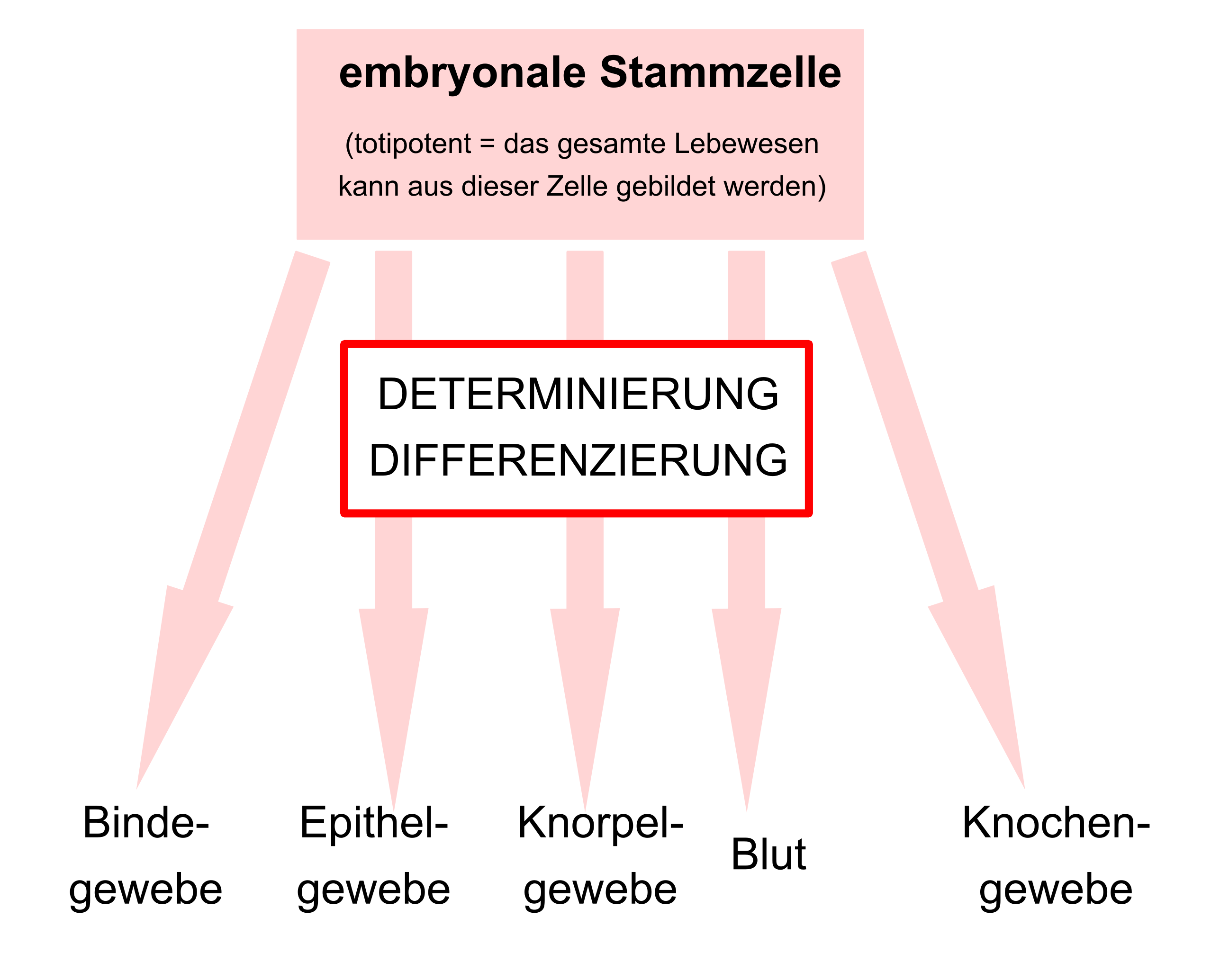 Aus embryonalen Stammzellen können sich die unterschiedlichsten Zelltypen entwicklen. Aus embryonalen Stammzellen können sich die unterschiedlichsten Zelltypen entwicklen.