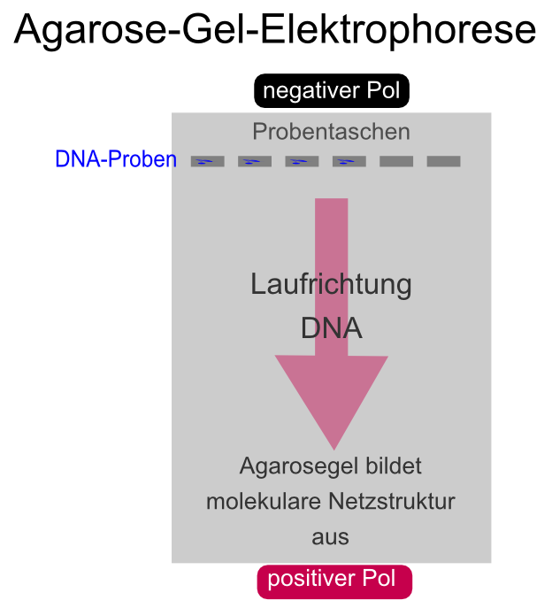 Agarose-Gelelektrophorese. Das Agarosegel ist eine Technik der Molekularbiologie mit der DNA ihrer Größe entsprechend aufgetrennt werden kann. Agarose-Gelelektrophorese. Die Elektrophorese der DNA in der Agarosematrix ist eine Technik der Molekularbiologie mit der DNA ihrer Größe entsprechend aufgetrennt werden kann.
