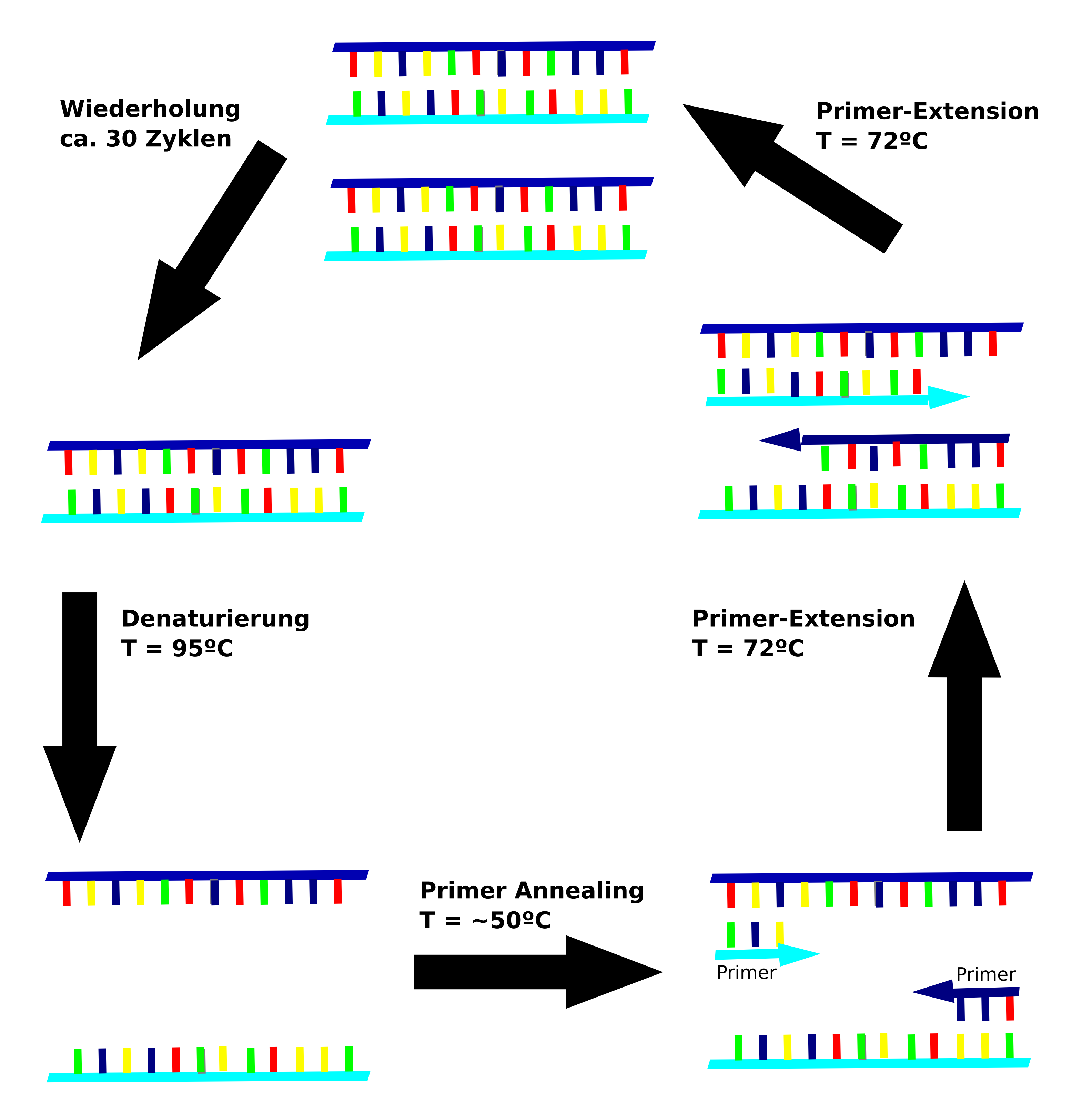 Ablauf der PCR. DNA kann in vitro milliardenfach vervielfältigt werden. Ablauf der PCR. DNA kann in vitro milliardenfach vervielfältigt werden.