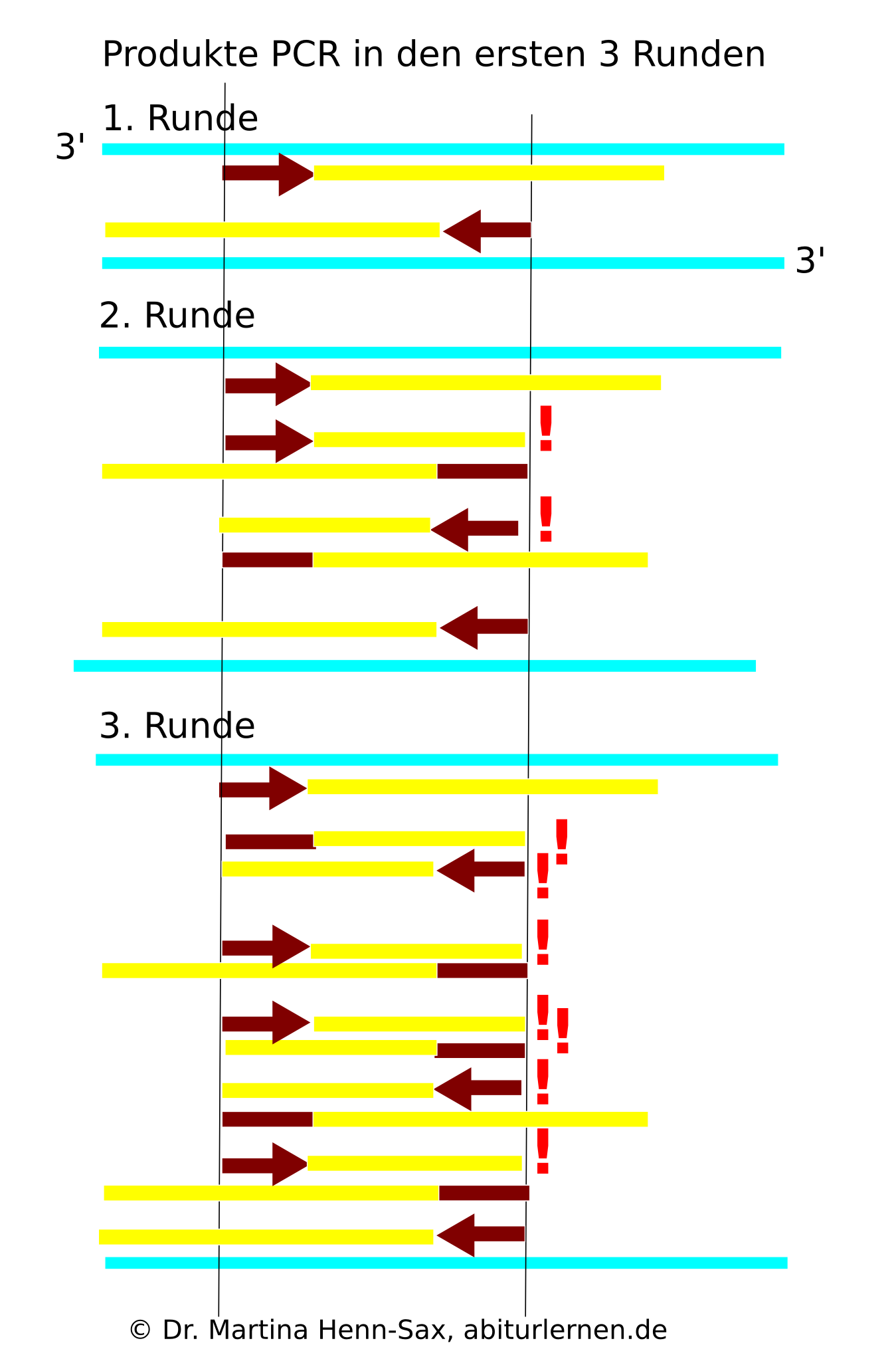 Produkte der PCR. Gezeigt sind die Replikationsvorgänge der ersten drei Runden. Es werden insegsamt 30 - 45 PCR-Runden durchgeführt! Produkte der PCR. Gezeigt sind die Replikationsvorgänge der ersten drei Runden. Es werden insegsamt 30 - 45 PCR-Runden durchgeführt!