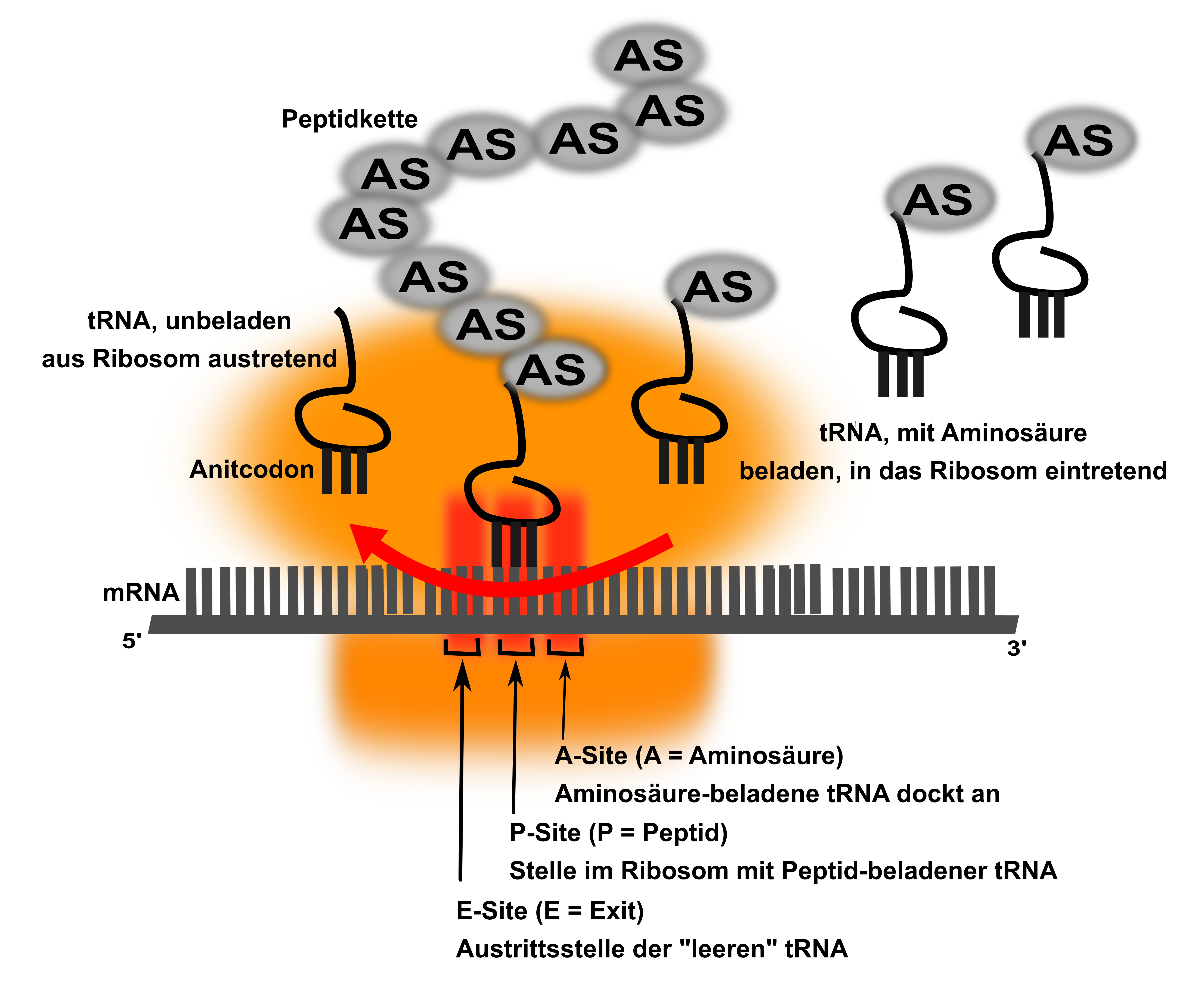 Translation in Prokaryoten (Gezeigt ist der Elongationsschritt) Translation in Prokaryoten (Gezeigt ist der Elongationsschritt)