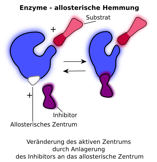 Allosterische Hemmung und nicht-kompetitive Hemmung können vom Mechanismus her gleich gesetzt werden. Der Inhibitor bindet ausserhalb des aktiven Zentrums, verändert es aber so, dass die Aktivität des Enzyms herabgesetzt wird. Es gibt ebenso den Fall der allosterischen Aktivierung. Auch hier bindet ein Molekül (dann Aktivator genannt) an das Enzym. Allosterische Hemmung und nicht-kompetitive Hemmung können vom Mechanismus her gleich gesetzt werden. Der Inhibitor bindet ausserhalb des aktiven Zentrums, verändert es aber so, dass die Aktivität des Enzyms herabgesetzt wird. Es gibt ebenso den Fall der allosterischen Aktivierung. Auch hier bindet ein Molekül (dann Aktivator genannt) an das Enzym.