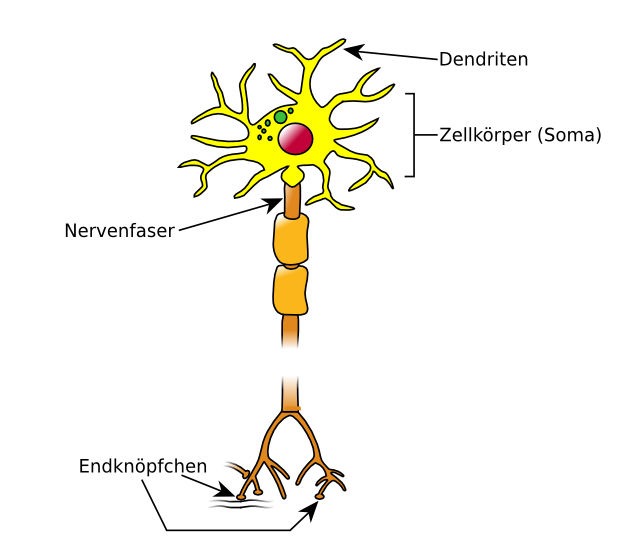 Nervenzelle: Aufbau Nervenzelle: Aufbau