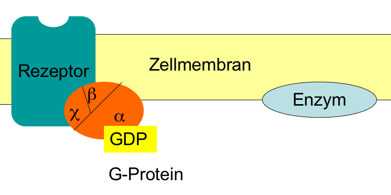 G-Protein-gekoppelter Hormonrezeptor. G-Protein-gekoppelter Hormonrezeptor.
