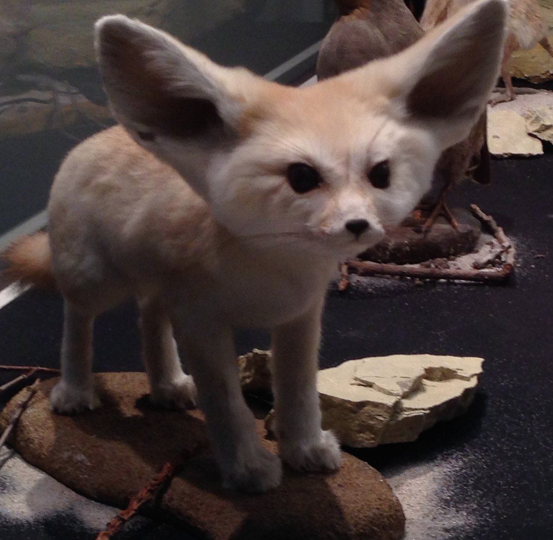 Fennek Wüstenfuchs Fennek Wüstenfuchs