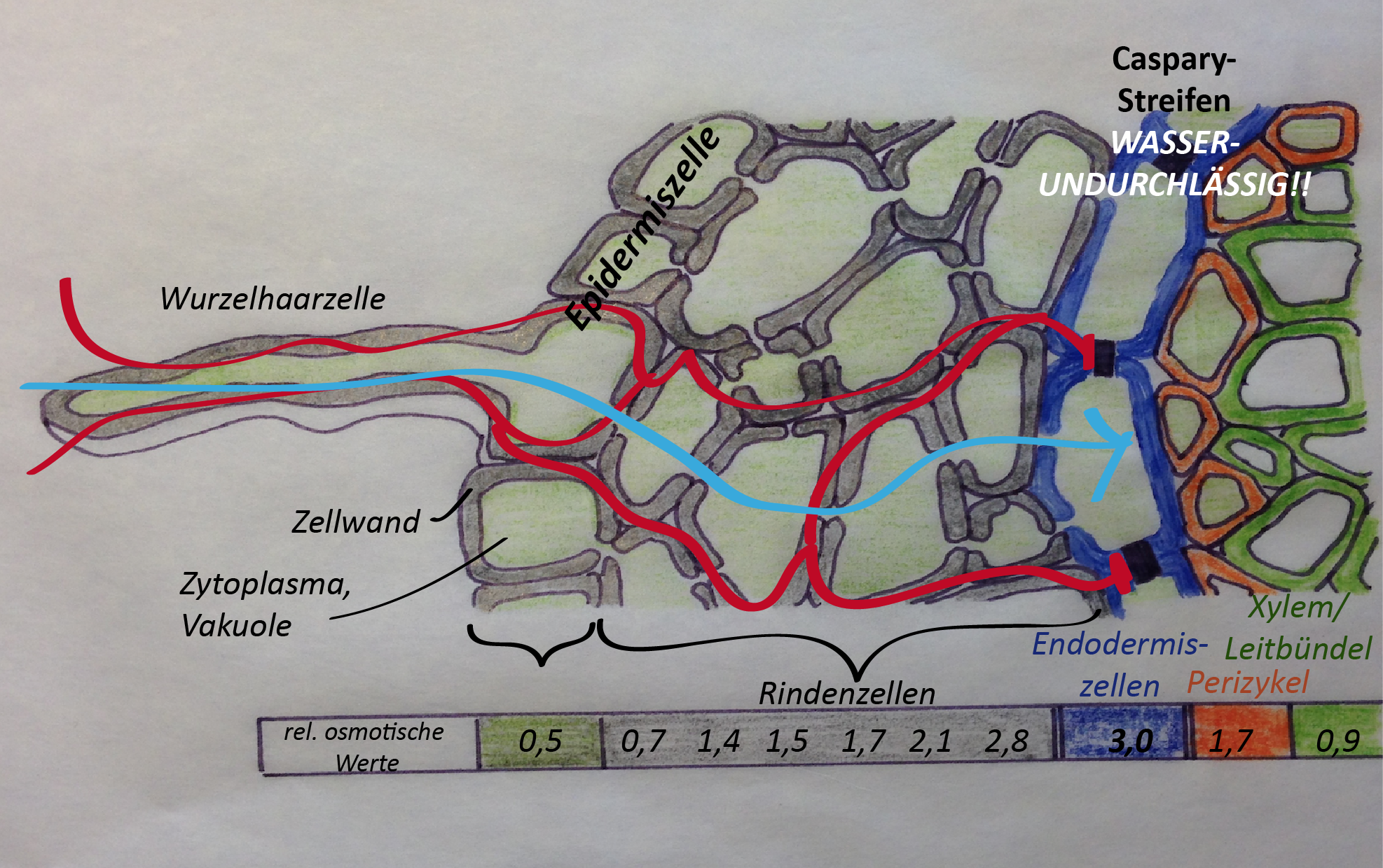 Der Weg des Wassers bzw. der Mineralstoffe durch das Wurzelgewebe Der Weg des Wassers bzw. der Mineralstoffe durch das Wurzelgewebe