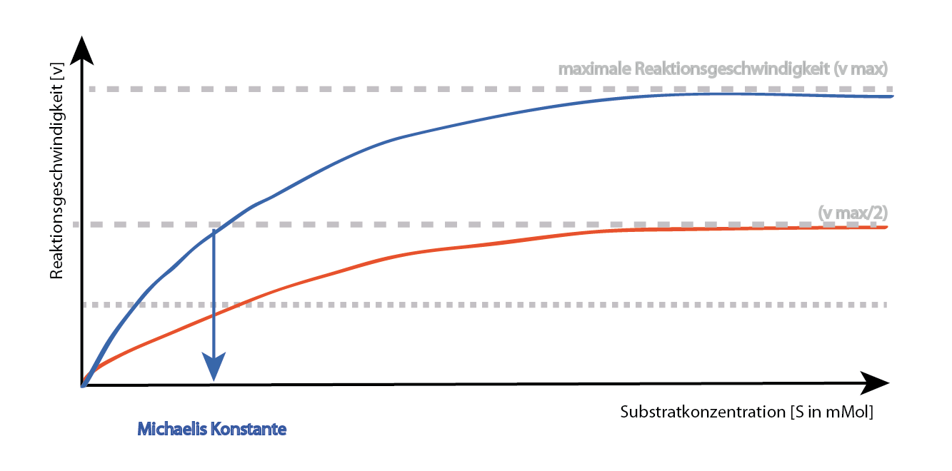 nicht kompetitive Hemmung: Der Inhibitor bindet außerhalb des aktiven Zentrum. Das aktive Zentrum ist frei für das Substrat. Betrachtet man, welche Enzymzustände es gibt, so finden sich das freie Enzym mit Inhibtor (IE) sowie das substratbesetzte Enzym mit Inhibitor (IES). Der Inhibitor bindet unabhängig vom Substrat bzw. der Substratkonzentration an das Enzym! Damit wird – durch Veränderung des aktiven Zentrums durch den Einfluss des Inhibitors – die Geschwindigkeit des Enzyms derart beeinflusst, dass ein „neuer“ Maximalwert erreicht wird, der unter vmax der ungehemmten Enzymreaktion liegt. Die Steigerung der Substratkonzentration führt zum „gehemmten“ Maximalwert, kann aber nie das „ungehemmte“ vmax erreichen! nicht kompetitive Hemmung: Der Inhibitor bindet außerhalb des aktiven Zentrum. Das aktive Zentrum ist frei für das Substrat. Betrachtet man, welche Enzymzustände es gibt, so finden sich das freie Enzym mit Inhibtor (IE) sowie das substratbesetzte Enzym mit Inhibitor (IES). Der Inhibitor bindet unabhängig vom Substrat bzw. der Substratkonzentration an das Enzym! Damit wird – durch Veränderung des aktiven Zentrums durch den Einfluss des Inhibitors – die Geschwindigkeit des Enzyms derart beeinflusst, dass ein „neuer“ Maximalwert erreicht wird, der unter vmax der ungehemmten Enzymreaktion liegt. Die Steigerung der Substratkonzentration führt zum „gehemmten“ Maximalwert, kann aber nie das „ungehemmte“ vmax erreichen!