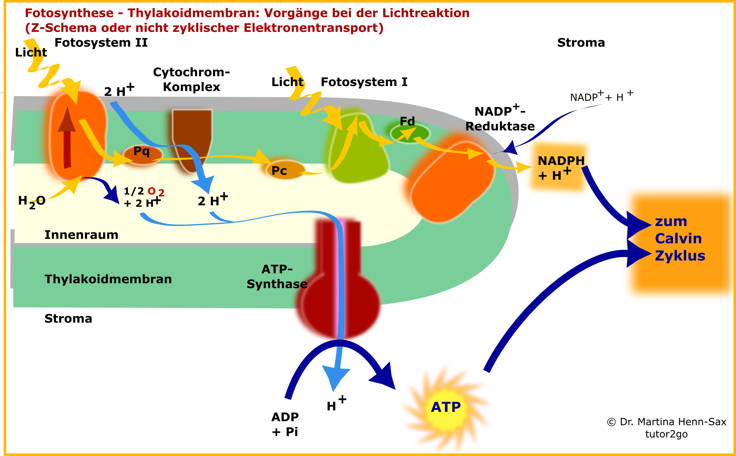 Ausschnitt aus der Thylakoidmembran. Gezeigt sind die Vorgänge der Primärreaktion der Fotosynthese. Oft werden diese als Fotophosphorylierung beschrieben. Beschreiben Sie die Abbildung als Übung! Welche Vorgänge laufen parallel ab? Was sind die Endprodukte der Lichtreaktion. Erklärungen finden Sie auch im Text unten! Verwendete Abkürzungen: Pq: Plastochinon; Pc: Plastocyanin; Fd: Ferredoxin. Ausschnitt aus der Thylakoidmembran. Gezeigt sind die Vorgänge der Primärreaktion der Fotosynthese. Oft werden diese als Fotophosphorylierung beschrieben. Beschreiben Sie die Abbildung als Übung! Welche Vorgänge laufen parallel ab? Was sind die Endprodukte der Lichtreaktion. Erklärungen finden Sie auch im Text unten! Verwendete Abkürzungen: Pq: Plastochinon; Pc: Plastocyanin; Fd: Ferredoxin.