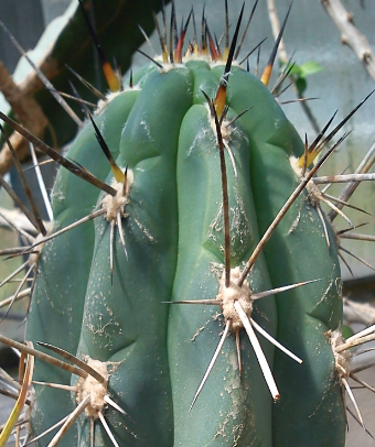 CAM-Pflanzen mögen heiße Standorte (Kaktee im botanischen Garten, Göttingen). CAM-Pflanzen mögen heiße Standorte (Kaktee im botanischen Garten, Göttingen).