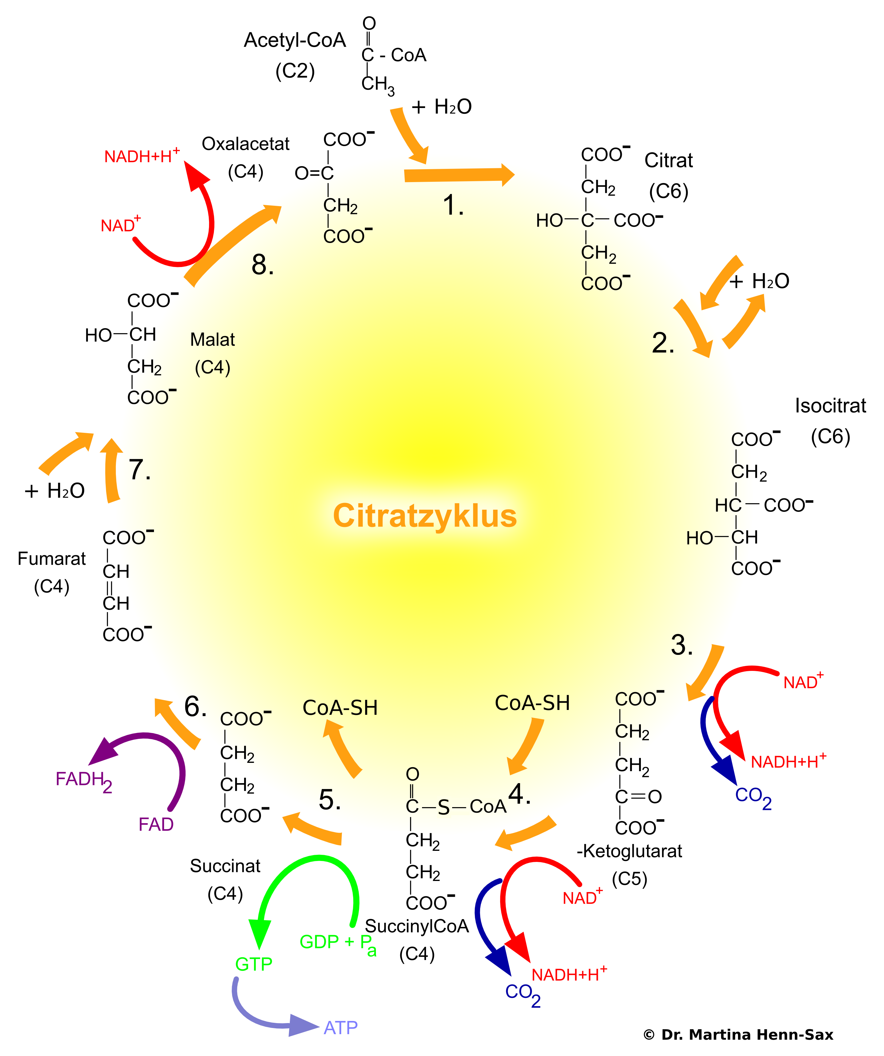 Die wichtigsten Vorgänge im Citratzyklus. Die wichtigsten Vorgänge im Citratzyklus.