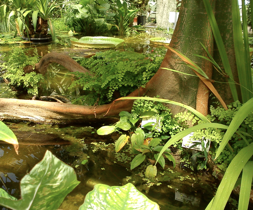 Tropischer Regenwald -> nicht 100 % natürlich, sondern eines der Gewächshäuser im Alten botanischen Garten, Göttingen. Tropischer Regenwald -> nicht 100 % natürlich, sondern eines der Gewächshäuser im Alten botanischen Garten, Göttingen.
