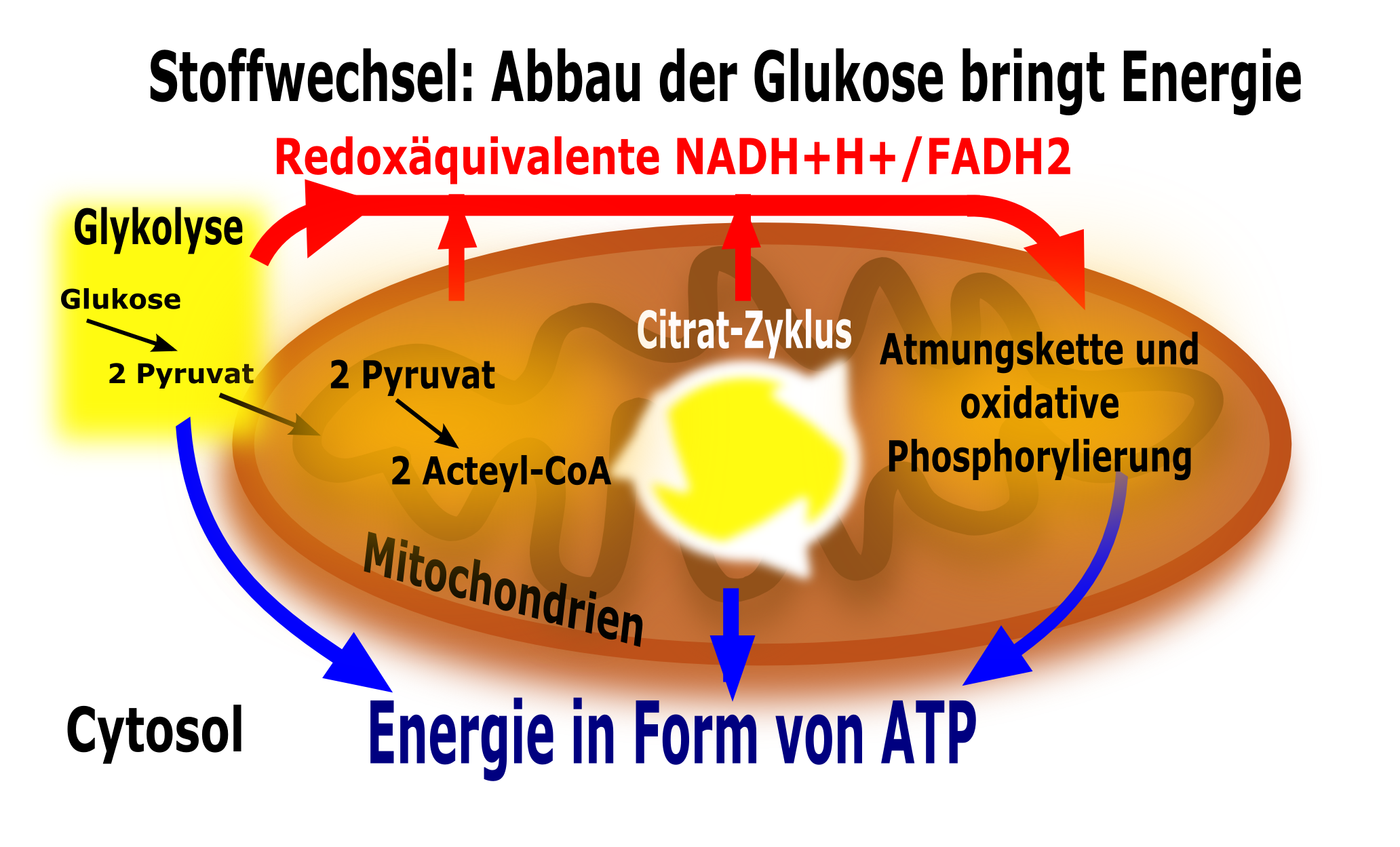 Vorgänge der Zellatmung. Die Glykolyse ist im Zytoplasma lokalisiert, alle der oxidativen Decarboxylierung nachfolgenden Schritte erfolgen in den Mitochondrien. Vorgänge der Zellatmung. Die Glykolyse ist im Zytoplasma lokalisiert, alle der oxidativen Decarboxylierung nachfolgenden Schritte erfolgen in den Mitochondrien.