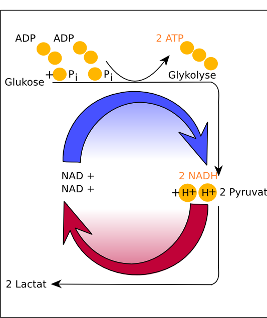 Milchsäure oder Laktat entsteht durch die Reduktion von Pyruvat. Milchsäure oder Laktat entsteht durch die Reduktion von Pyruvat.
