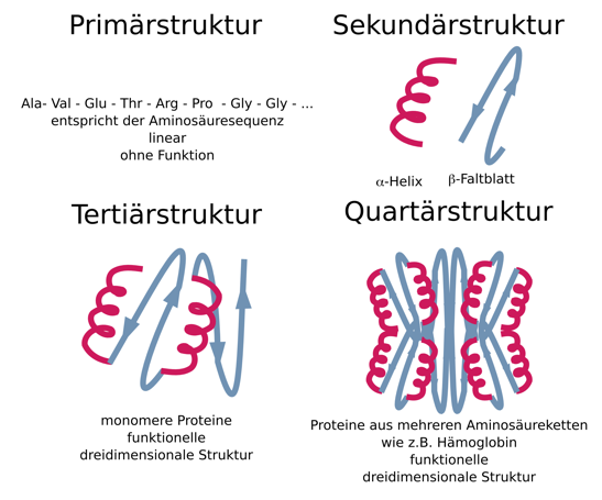 Aufbau von proteinen