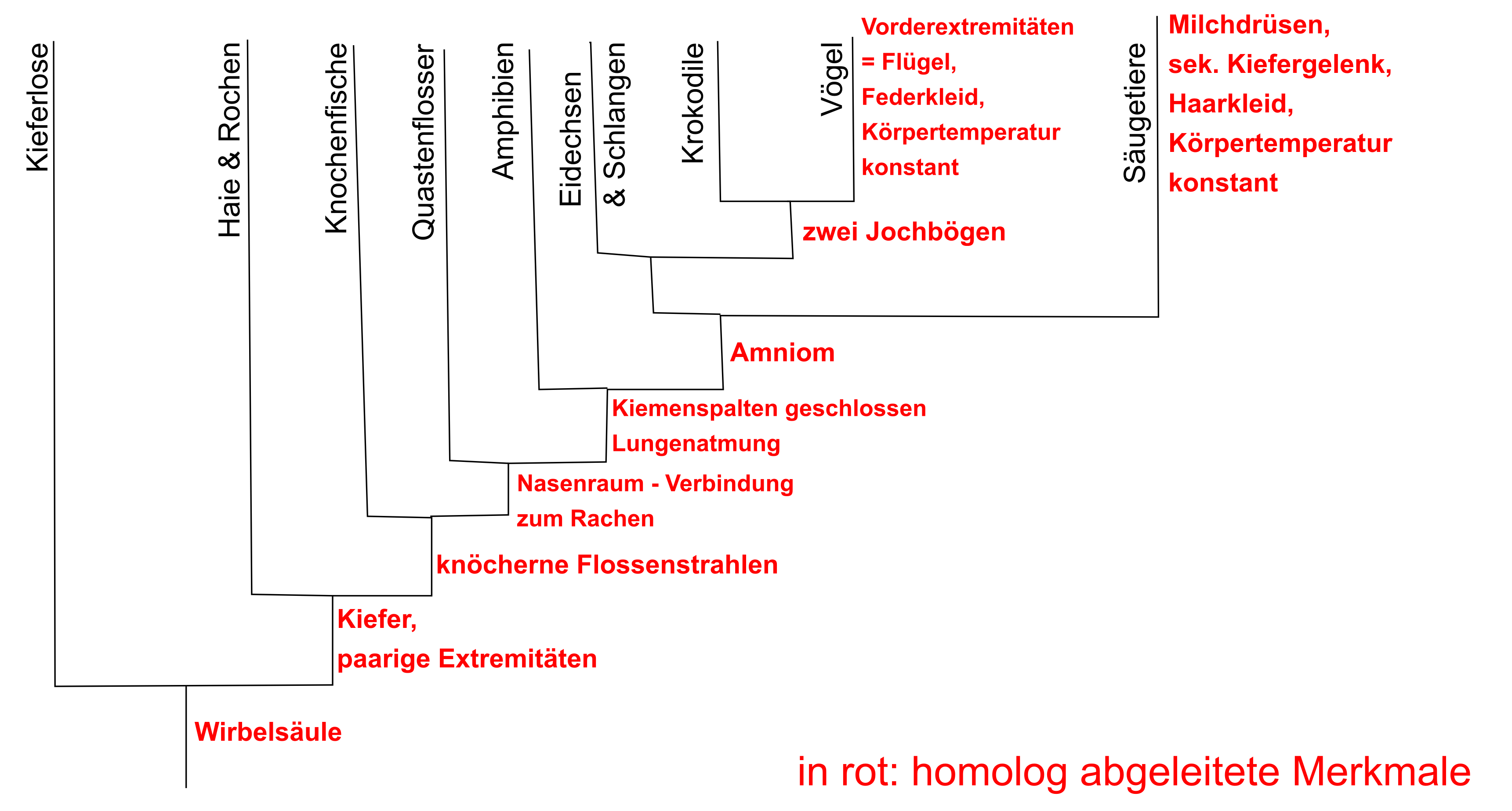 Stammbäume erstellen & verstehen - Evolution