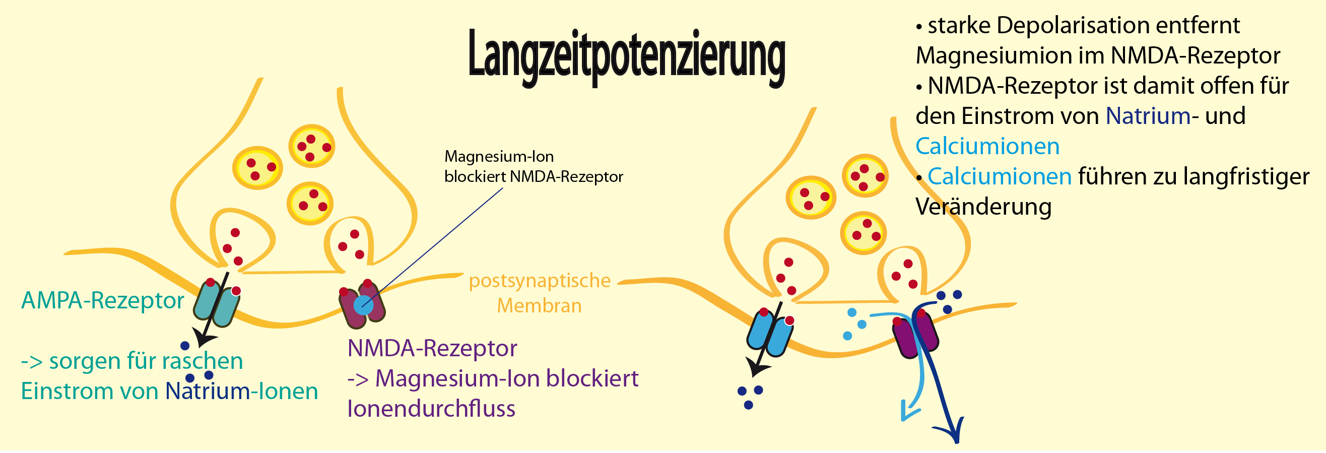 AMPA- und NMDA-Rezeptor spielen zusammen: Die Langzeitpotenzierung erfolgt durch eine Kombination der Funktion zweier Glutamat-Rezeptoren. AMPA- und NMDA-Rezeptor spielen zusammen: Die Langzeitpotenzierung erfolgt durch eine Kombination der Funktion zweier Glutamat-Rezeptoren.