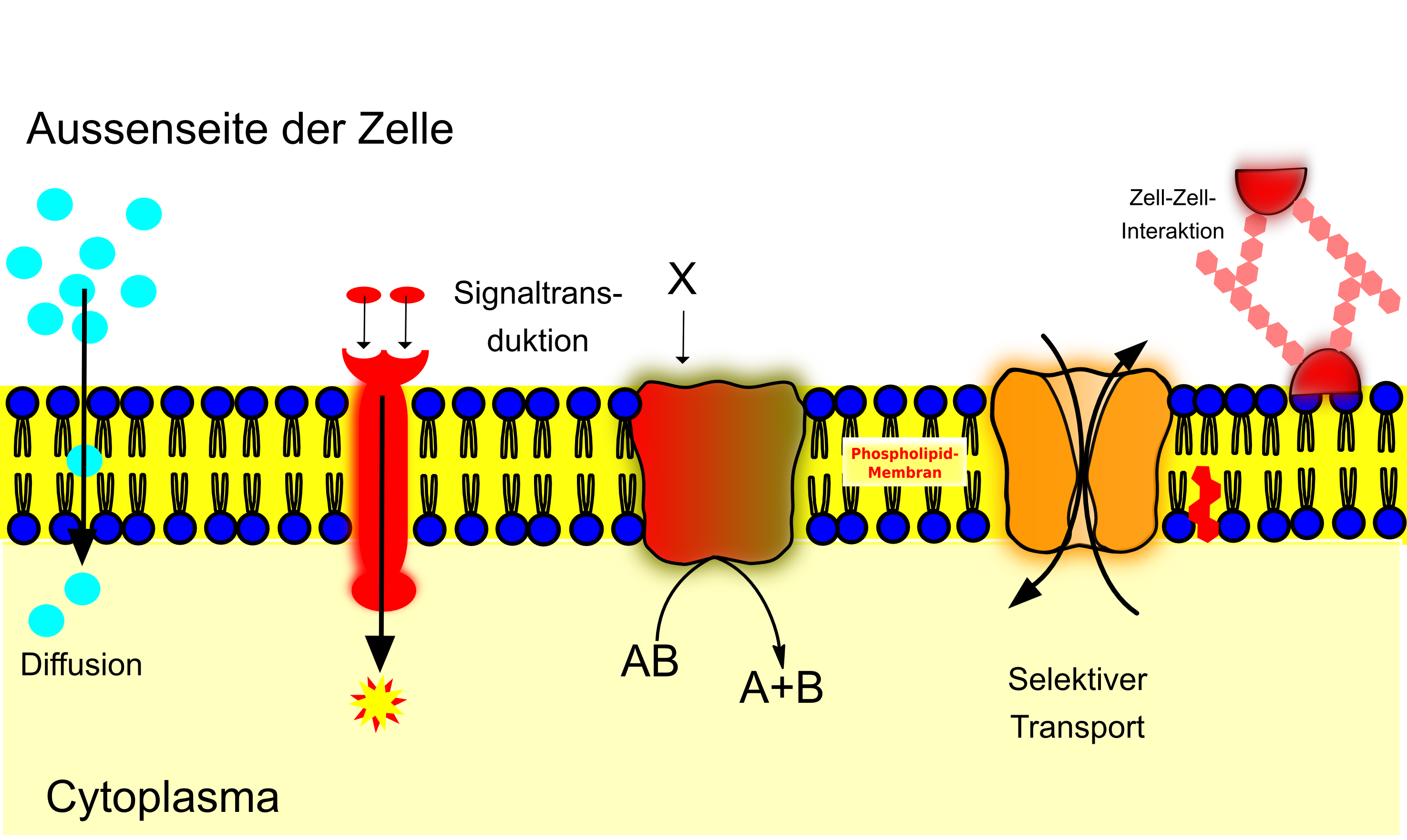 Abbildung 4 Gezeigt sind die verschiedenen Möglichkeiten des Stofftransports bzw. der Kommunikation über eine Zellmembran. Dabei können Proteine als Kanal für selektiven Transport oder auch als Übermittler eines von Aussen kommenden Signals dienen. Von links nach rechts sind gezeigt: • Diffusion • Signaltransduction • Selektiver Transport • Zell-Zell-Interaktion. Die Transport- und Kommunikationseigenschaften werden vielfältig genutzt. Kanäle spielen z. B. im Nervensystem eine große Rolle (Aktionspotential), Rezeptoren mit Enzymfunktion finden sich in der Informationsvermittlung des Hormonsystems oder bei der Weitergabe von Informationen im Stoffwechsel. Zell-Zell-Interaktion stellt eine besonders wichtige Art der Kommunikation im Immunsystem dar. Abbildung 4 Gezeigt sind die verschiedenen Möglichkeiten des Stofftransports bzw. der Kommunikation über eine Zellmembran. Dabei können Proteine als Kanal für selektiven Transport oder auch als Übermittler eines von Aussen kommenden Signals dienen. Von links nach rechts sind gezeigt: • Diffusion • Signaltransduction • Selektiver Transport • Zell-Zell-Interaktion. Die Transport- und Kommunikationseigenschaften werden vielfältig genutzt. Kanäle spielen z. B. im Nervensystem eine große Rolle (Aktionspotential), Rezeptoren mit Enzymfunktion finden sich in der Informationsvermittlung des Hormonsystems oder bei der Weitergabe von Informationen im Stoffwechsel. Zell-Zell-Interaktion stellt eine besonders wichtige Art der Kommunikation im Immunsystem dar.