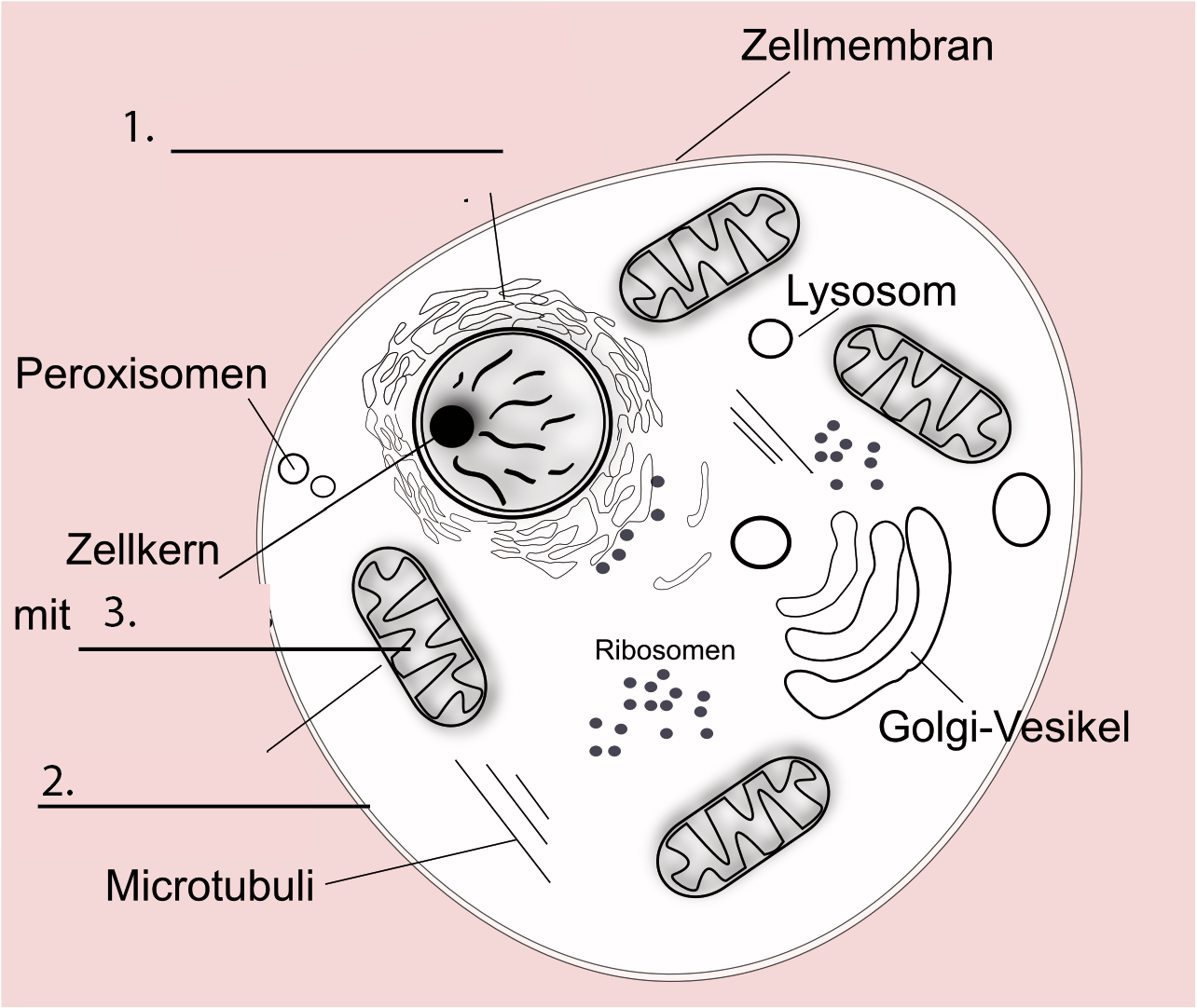 Organellen eukaryotischer Zellen Zytologie