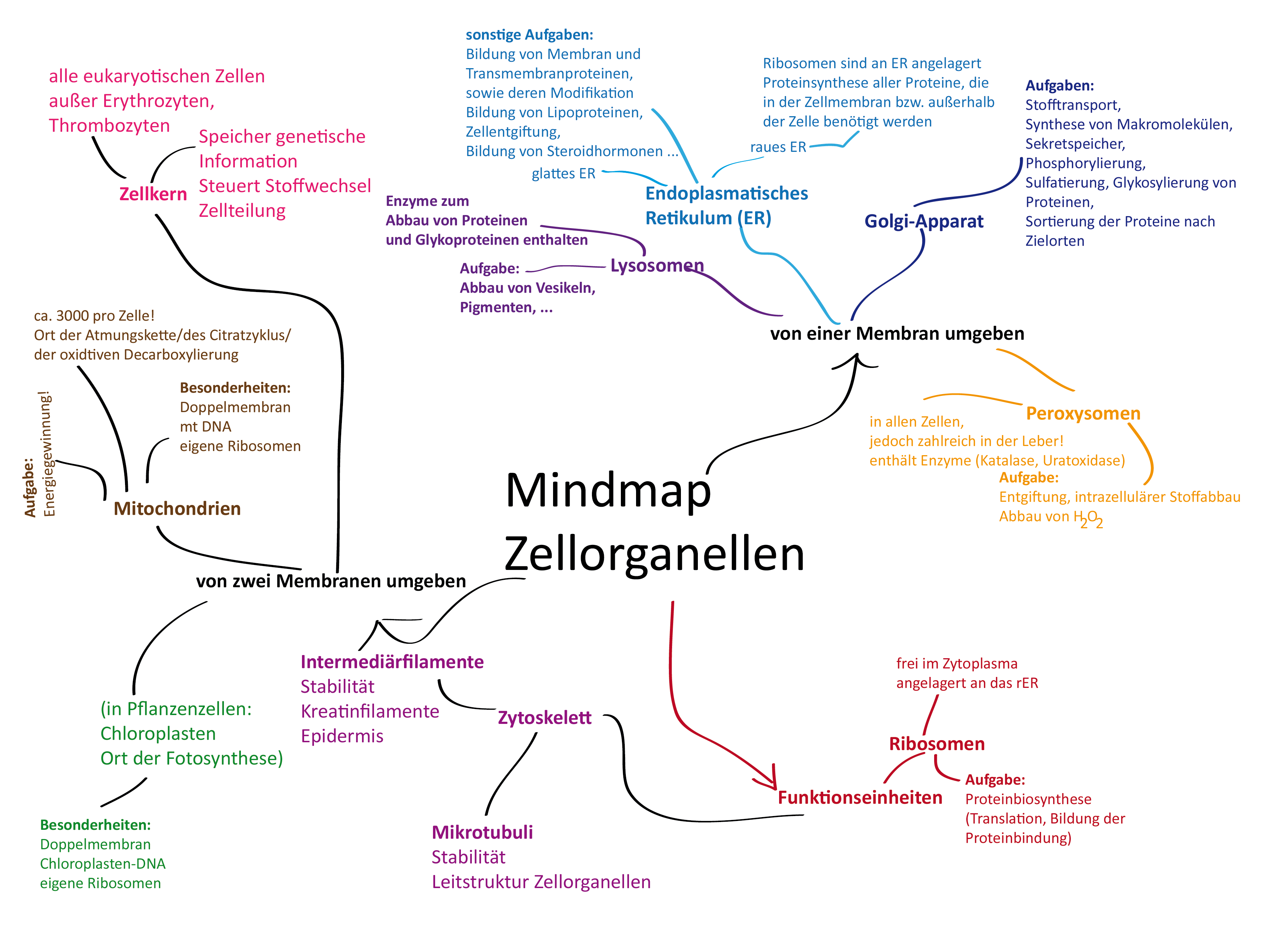 Mindmap Zellorganelle Mindmap Zellorganelle