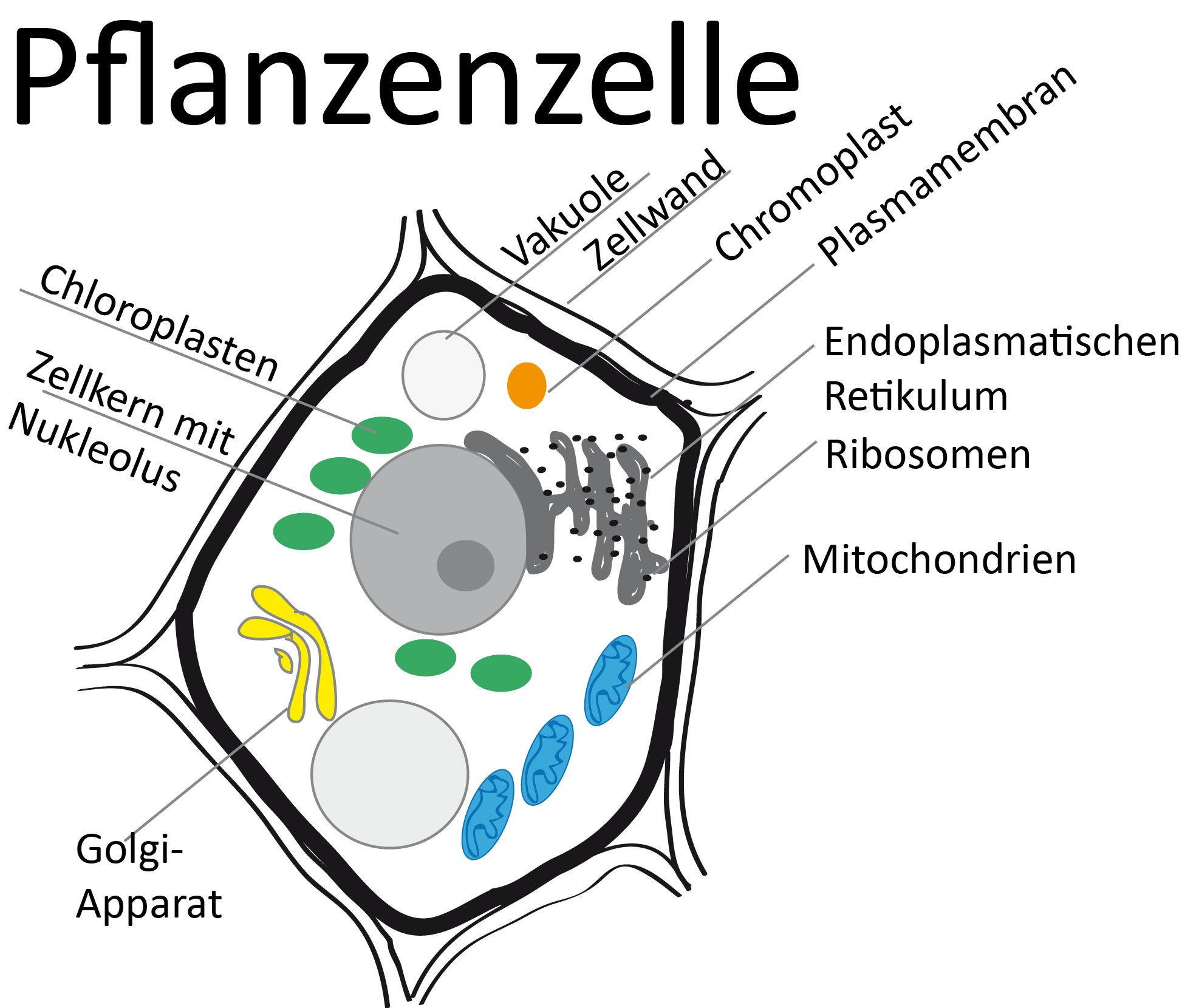 Pflanzenzelle Pflanzenzelle beschriftet Zellen