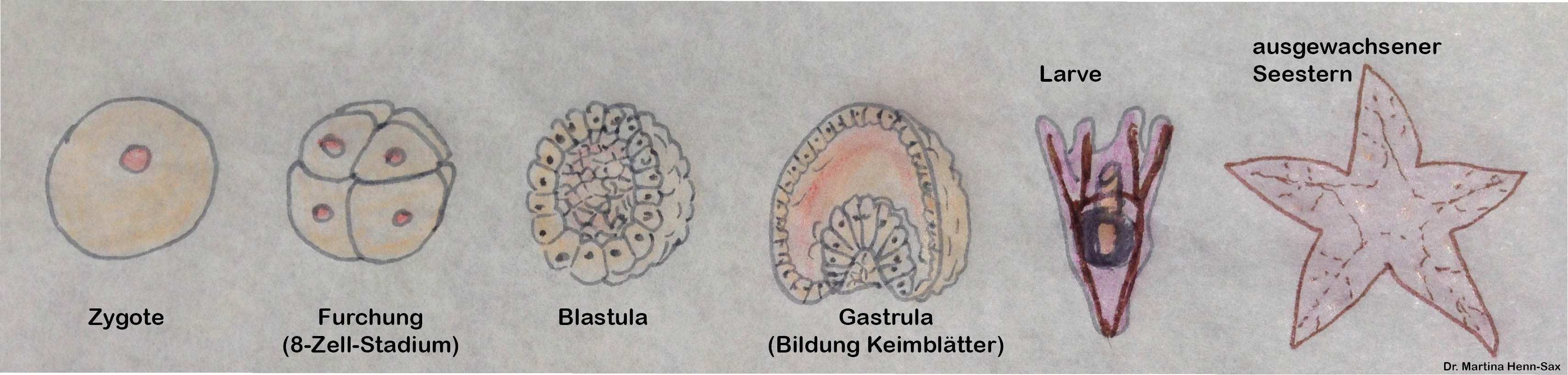 Von der Zygote zum Organismus Von der Zygote zum Organismus