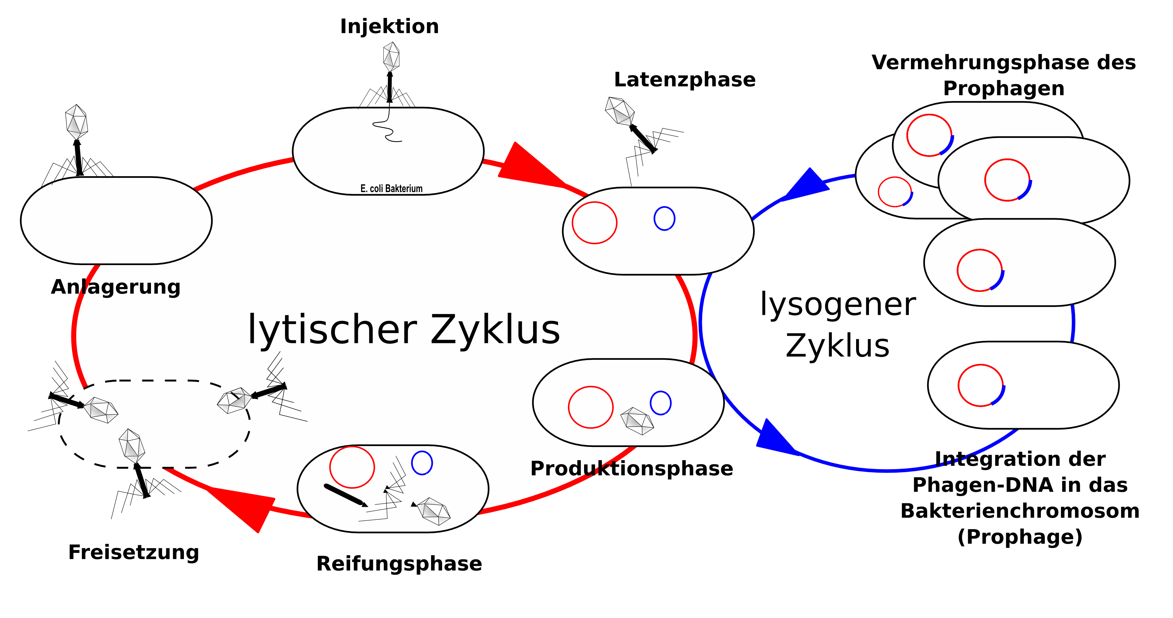 Vermehrungszyklus der Bakteriophagen. Zwei alternative Wege können beschritten werden: der lytische Weg oder der lysogene Weg. Vermehrungszyklus der Bakteriophagen. Zwei alternative Wege können beschritten werden: der lytische Weg oder der lysogene Weg.