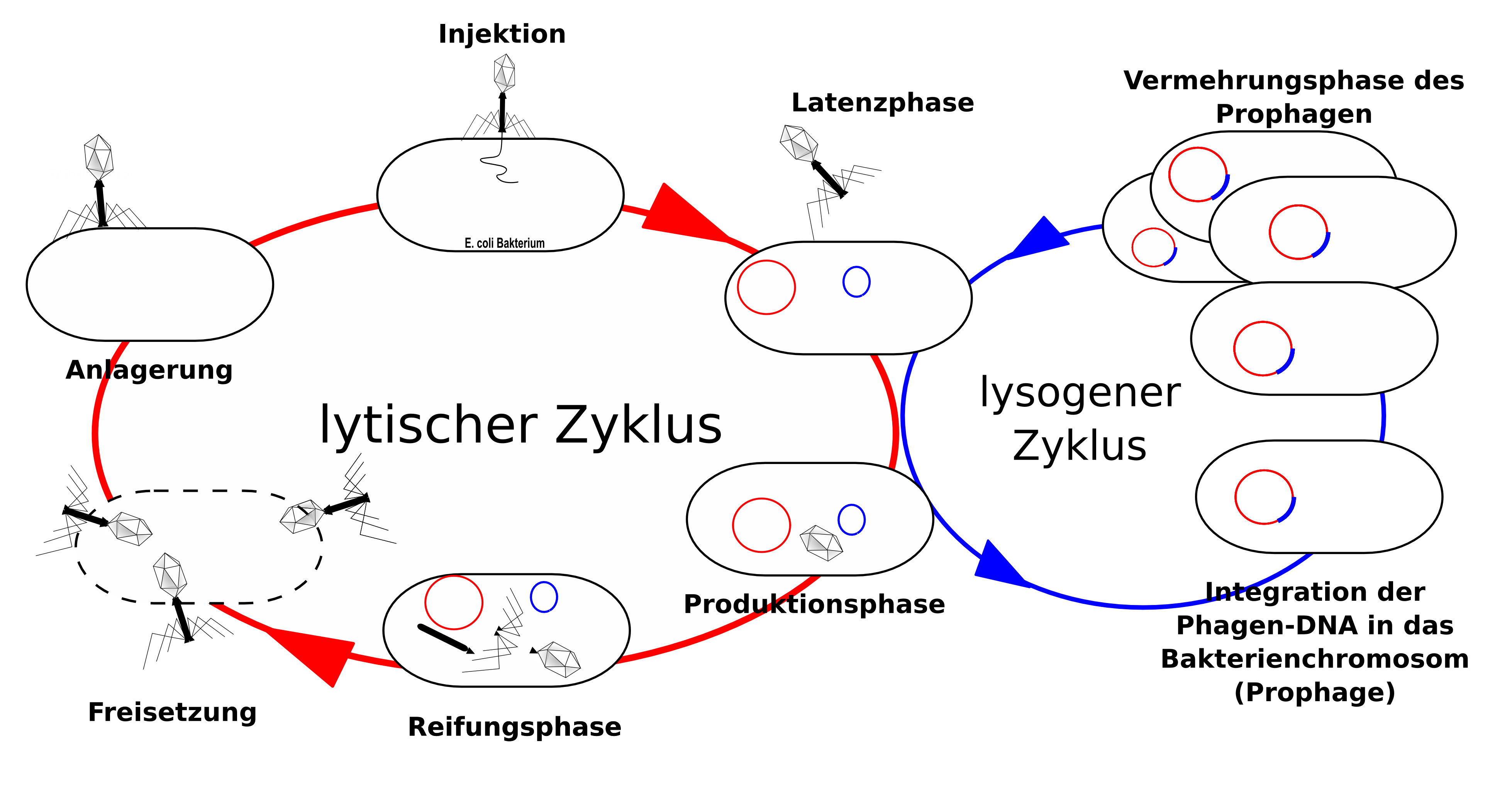 Diagram Siklus Replikasi Fag