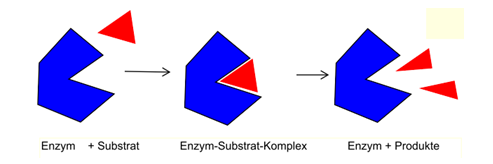 Enzymatische Katalyse image