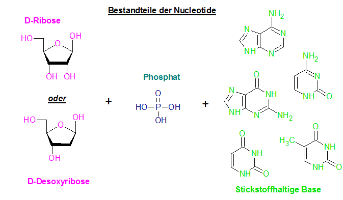 Überblick der einzelnen Bestandteile von DNA/RNA-Nukleotide image