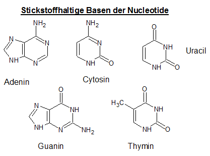 Basen der DNA-/RNA-Nukleotide im Überblick: Adenin, Thymin, Gunain, Cytosin und Uracil image