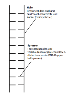 Strickleitermodell des DNA-Doppelstranges Strickleitermodell des DNA-Doppelstranges