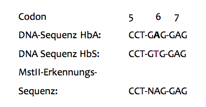Erkennungssequenz MstII Erkennungssequenz MstII