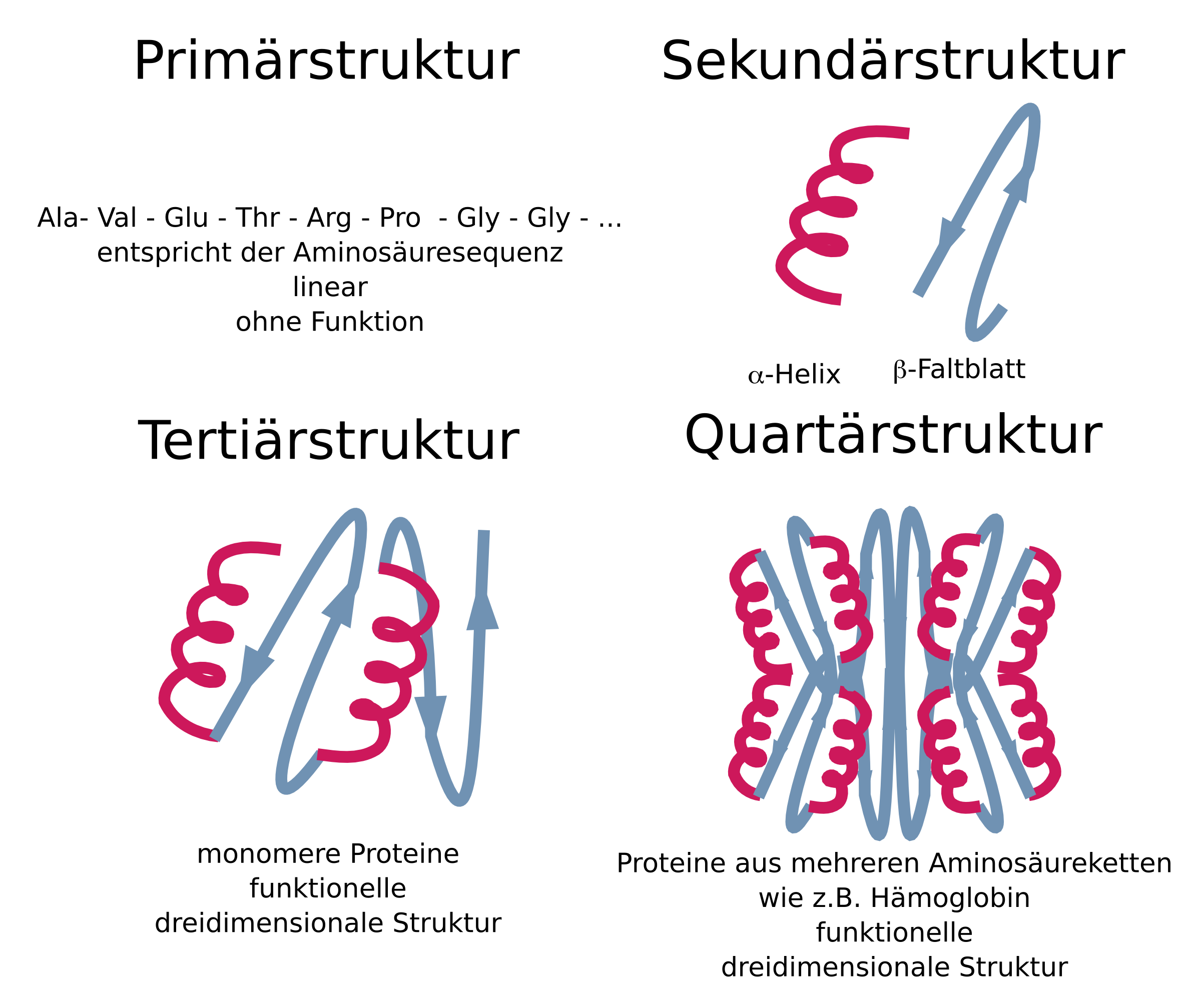 Proteinfaltung