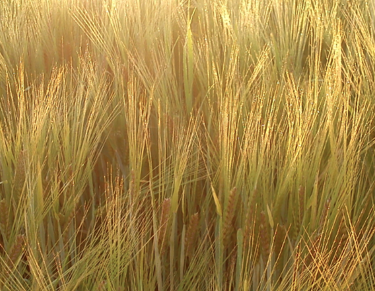 Günstig Pflanzen Kaufen In Der Nähe C4-Pflanzen - Stoffwechsel - Abitur-Vorbereitung - Online-Kurse